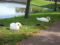 34260.webp