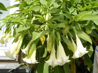 DSCN0018.webp