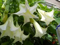 DSCN0016.webp