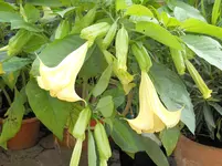 DSCN0013.webp