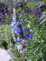 STA40057.webp