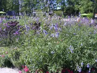 STA40055.webp