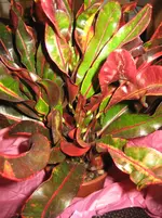 IMG_2717.webp