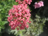 IMG_2610.webp