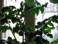 IMG_1158.webp