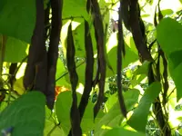 2010 -9-  Garten 023.webp