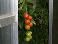 2010 -9-  Garten 066.webp