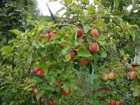 2010 -9-  Garten 061.webp