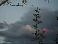 2010 -9-  Garten 081.webp