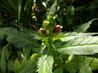 2010 -9-  Garten 008.webp