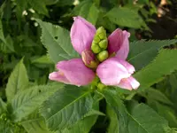 2010 -9-  Garten 004.webp