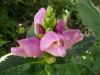 2010 -9-  Garten 011.webp