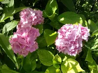 2010 -9-  Garten 017.webp