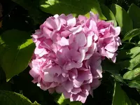 2010 -9-  Garten 016.webp