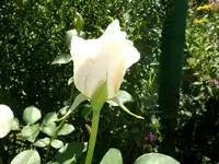 2010 -9-  Garten 019.webp