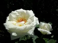 2010 -9-  Garten 018.webp