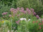 2010 -9-  Garten 065.jpg