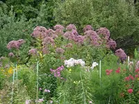 2010 -9-  Garten 065.webp