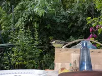 2010 -9-  Garten 115.webp