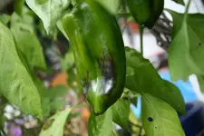 paprika.webp