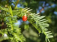 P9065650.webp