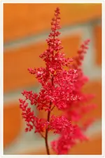 HG_Astilbe_2009-06-10_001.webp