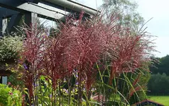 blühendes Gras.webp