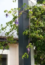 Nachblüte Francis Ravis.webp