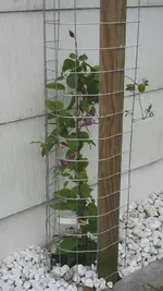 Peveril Perfusion blühend.webp