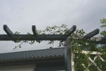 erste Langtriebe an Pergola.jpg