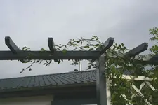 erste Langtriebe an Pergola.webp