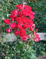 pinky Edelrose.webp