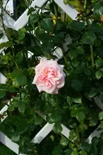 Penny Lane Nachblüte.webp