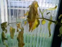 Image_00004.webp