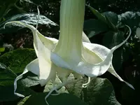 1.09. Angels Wings Blüte.webp