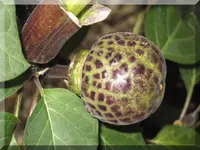 Frucht der Datura.webp