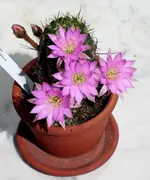 LPIC0225.webp