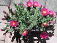 LPIC0475.webp