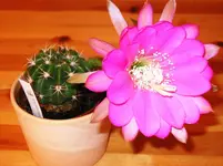 LPIC0528.webp