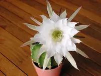 LPIC0491.webp