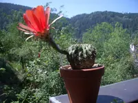 IMGP1361.webp