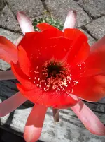 IMGP1371.webp