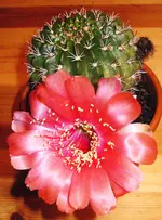 LPIC0307.webp