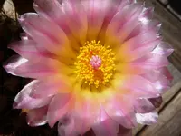 P1030215.webp