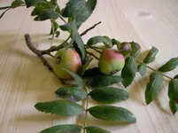SANY0056.webp