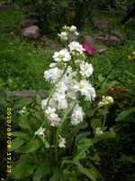 JD500095.webp