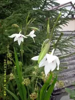 JD500100.webp