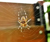 DSC09130.webp