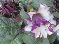 Datura metel.webp
