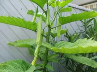 DSCF4036.webp